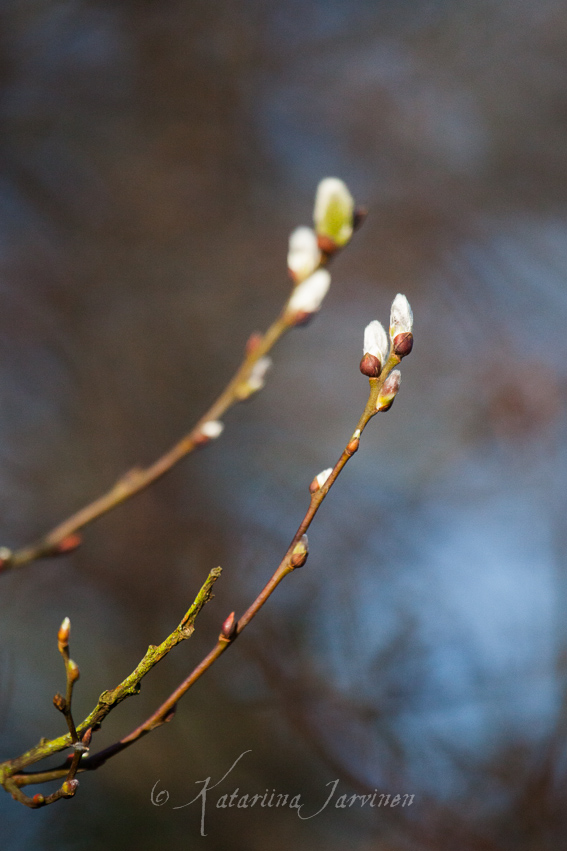 20130312164355 furry catkin of willow